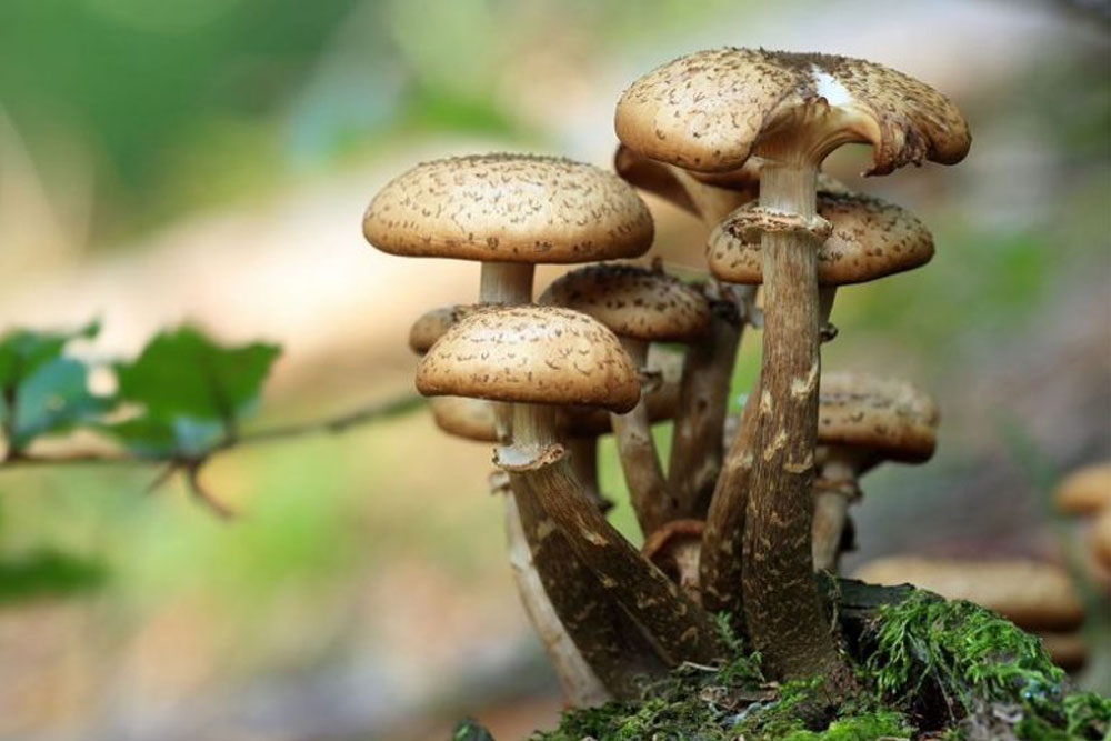 Know how delicious psilocybecubensis can be so that you are encouraged to buy it